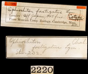 Media type: image;   Invertebrate Zoology OPH-1111 Aspect: labels